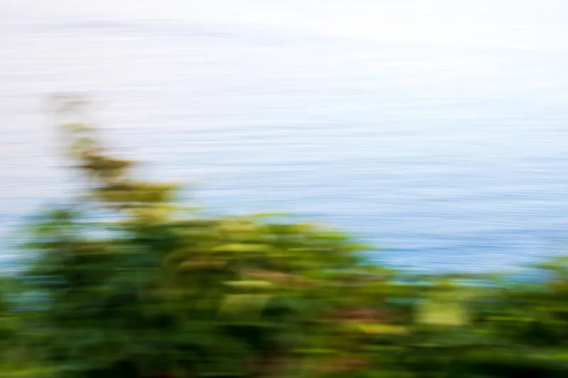 Blackberries, Coast Path. 2020.